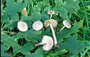 Inocybe geophylla var. lilacina (Peck)Gillet