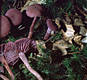 Laccaria amethystea (Bull.)Murr.