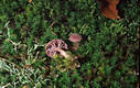 Laccaria amethystea (Bull.)Murr.