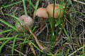 Laccaria bicolor (Mre.)Orton