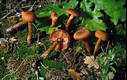 Laccaria laccata (Scop.:Fr.)Berk.& Br.