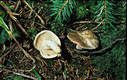 Lactarius acris (Bolt.:Fr.) S F Gray