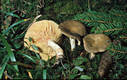 Lactarius acris (Bolt.:Fr.) S F Gray