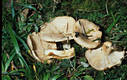 Lactarius albocarneus Britz.