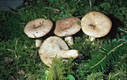 Lactarius albocarneus Britz.