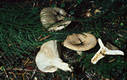 Lactarius albocarneus Britz.