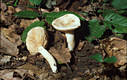 Lactarius azonites Bull.:Fr.