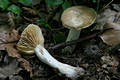 Lactarius azonites Bull.:Fr.