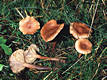 Lactarius camphoratus (Bull.) Fr.