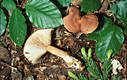 Lactarius camphoratus (Bull.) Fr.