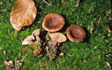 Lactarius camphoratus (Bull.) Fr.