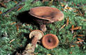 Lactarius camphoratus (Bull.) Fr.