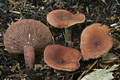 Lactarius camphoratus (Bull.) Fr.