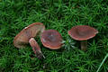 Lactarius camphoratus (Bull.) Fr.