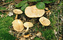 Lactarius chrysorrheus Fr.