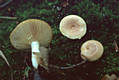 Lactarius chrysorrheus Fr.