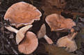 Lactarius chrysorrheus Fr.