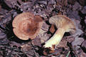 Lactarius chrysorrheus Fr.