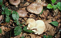 Lactarius circellatus (Fr.) Fr.