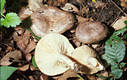 Lactarius circellatus (Fr.) Fr.