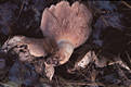 Lactarius controversus (Pers.:Fr.) Fr.