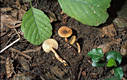 Lactarius cyathuliformis Bon