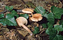 Lactarius decipiens Qul.