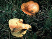 Lactarius deliciosus (L.) S F Gray