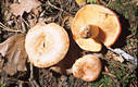 Lactarius deliciosus (L.) S F Gray