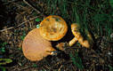 Lactarius deterrimus Grger