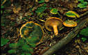 Lactarius deterrimus Grger