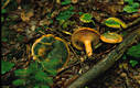 Lactarius deterrimus Grger