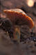 Lactarius deterrimus Grger