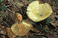 Lactarius deterrimus Grger