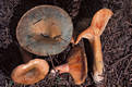 Lactarius deterrimus Grger