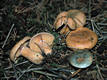 Lactarius deterrimus Grger