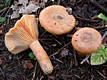 Lactarius deterrimus Grger