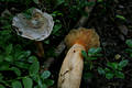 Lactarius deterrimus Grger