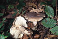 Lactarius fluens Boud.