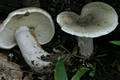 Lactarius fluens Boud.