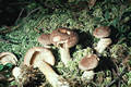 Lactarius helvus Fr.