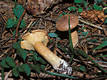 Lactarius helvus Fr.