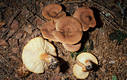 Lactarius helvus Fr.