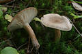 Lactarius helvus Fr.