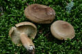 Lactarius helvus Fr.