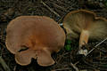 Lactarius helvus Fr.