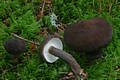 Lactarius lignyotus Fr.