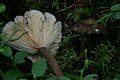 Lactarius lignyotus Fr.