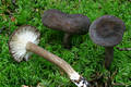 Lactarius lignyotus Fr.