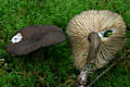 Lactarius lignyotus Fr.